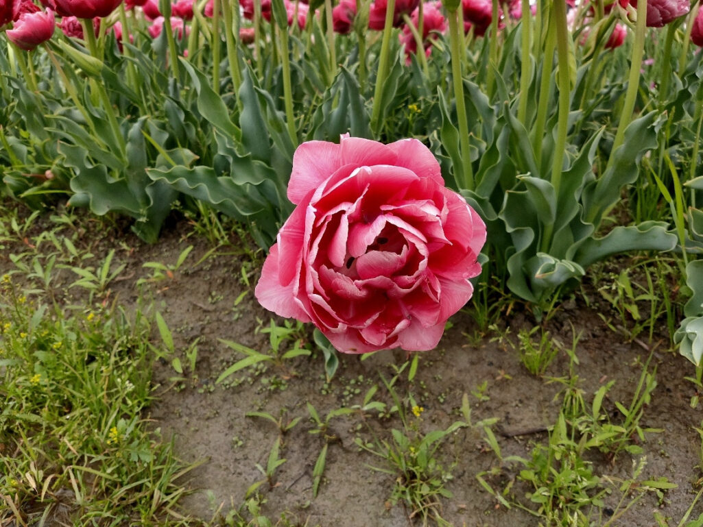 花のテクスチャ画像